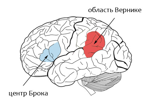 Речевые центры - физиология заикания